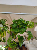 Huge pothos