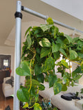 Huge pothos